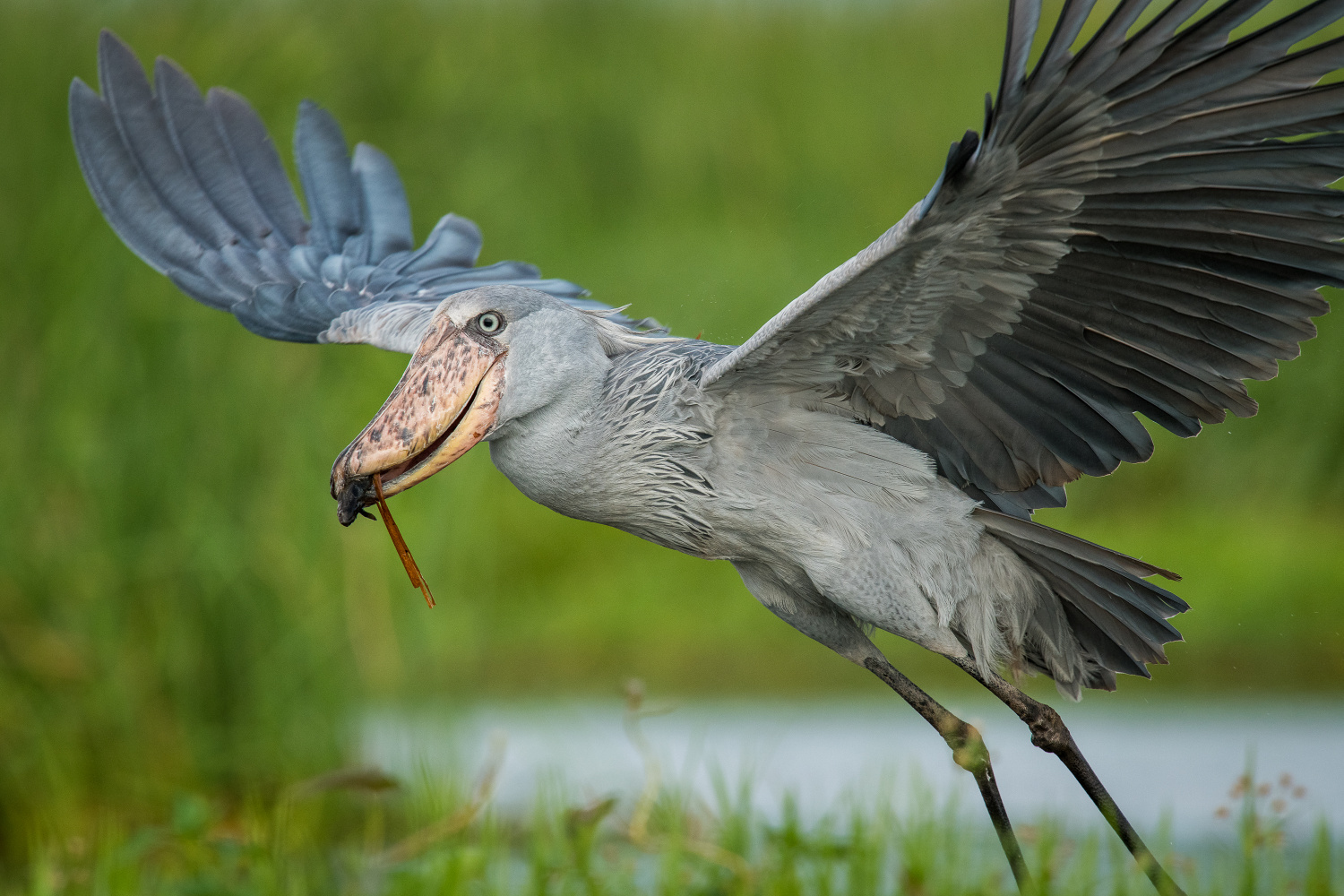 člunozobec africký (Balaeniceps rex) Shoebill