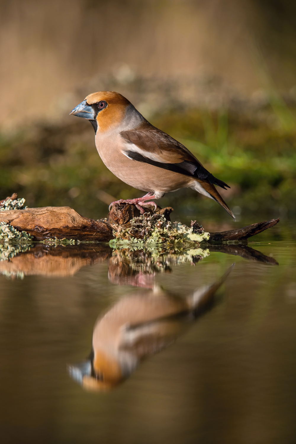 dlask tlustozobý (Coccothraustes coccothraustes) Hawfinch