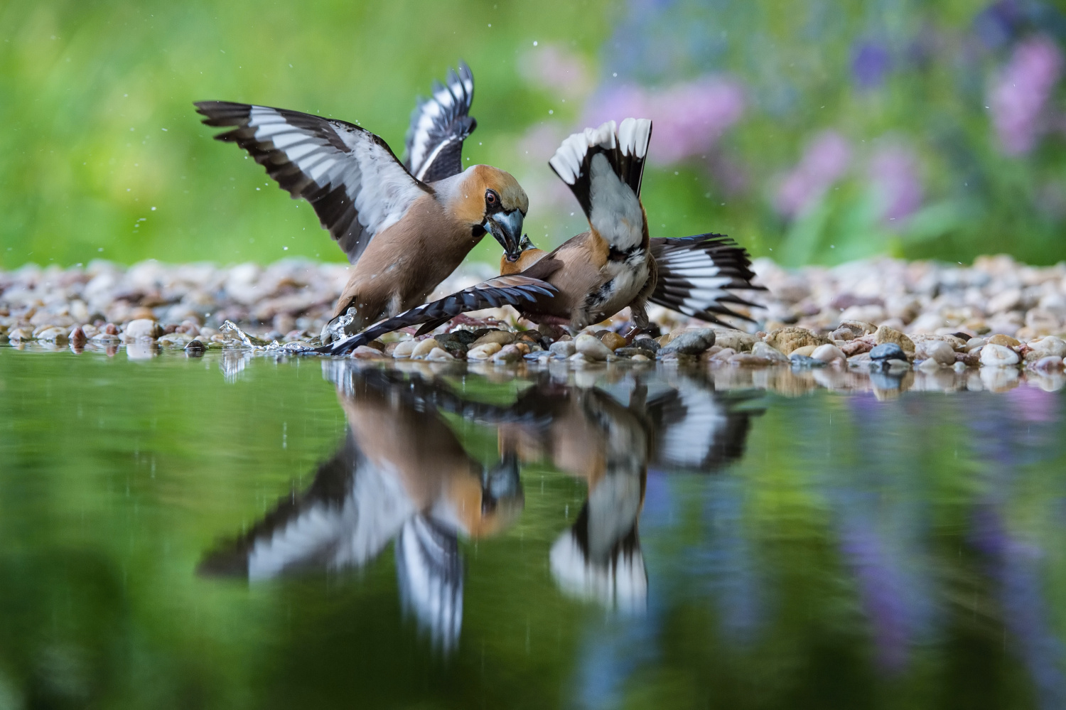 dlask tlustozobý (Coccothraustes coccothraustes) Hawfinch