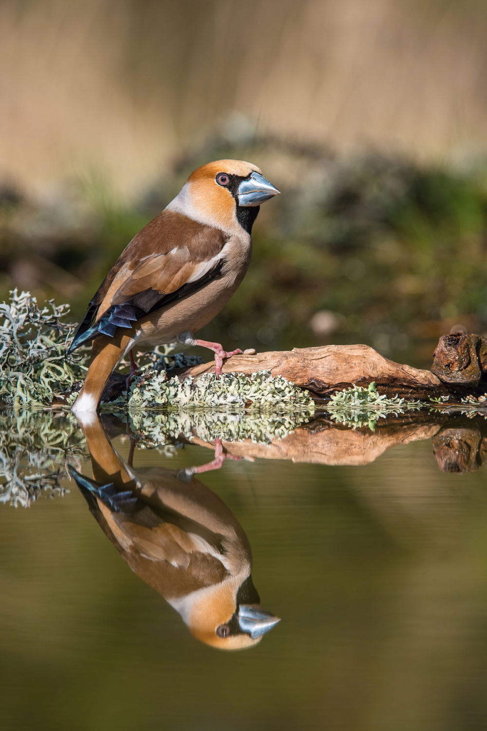 dlask tlustozobý (Coccothraustes coccothraustes) Hawfinch