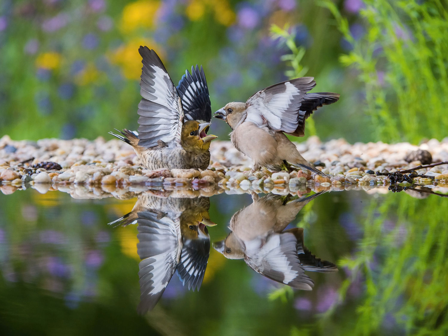 dlask tlustozobý (Coccothraustes coccothraustes) Hawfinch