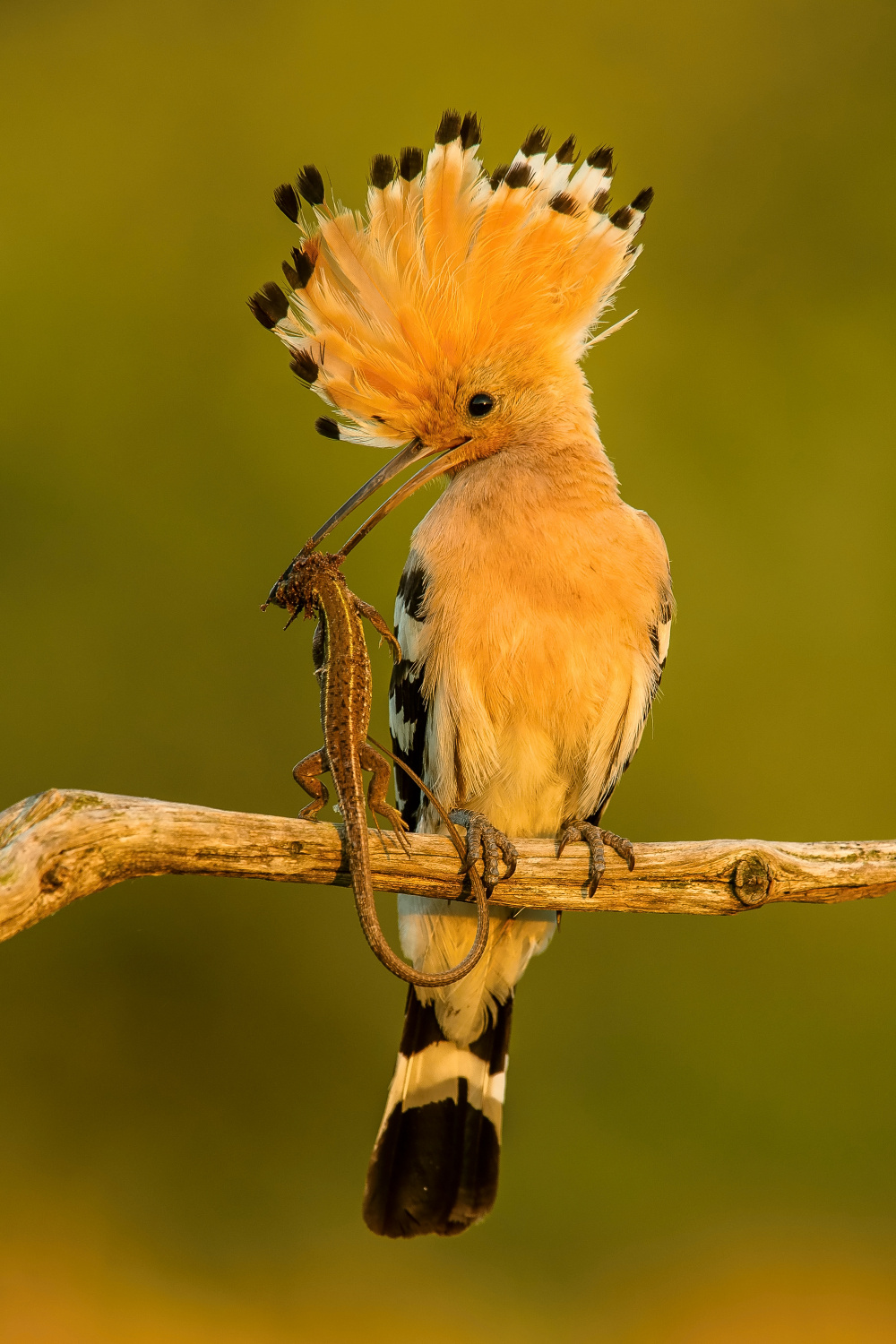 dudek chocholatý (Upupa epops) Eurasian hoopoe