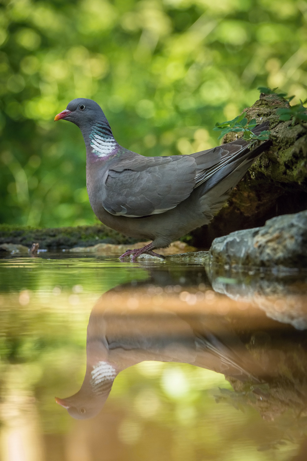 holub hřivnáč (Columba palumbus) Common wood pigeon