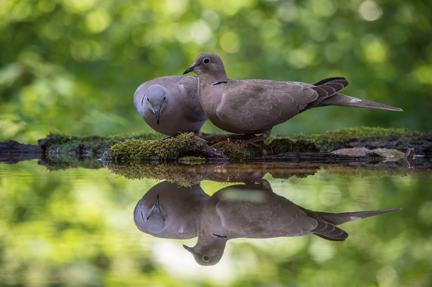 hrdlička zahradní (Streptopelia decaocto) Eurasian collared dove