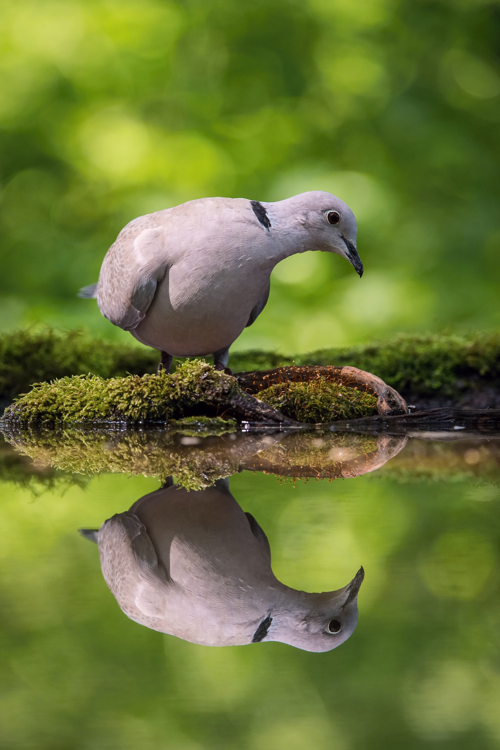 hrdlička zahradní (Streptopelia decaocto) Eurasian collared dove