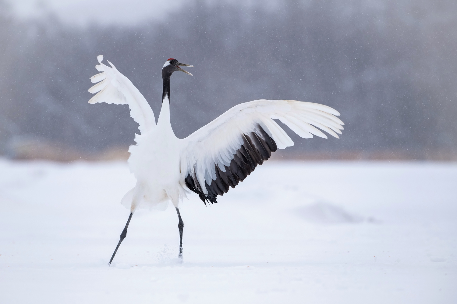 jeřáb mandžuský (Grus japonensis) Red-crowned crane