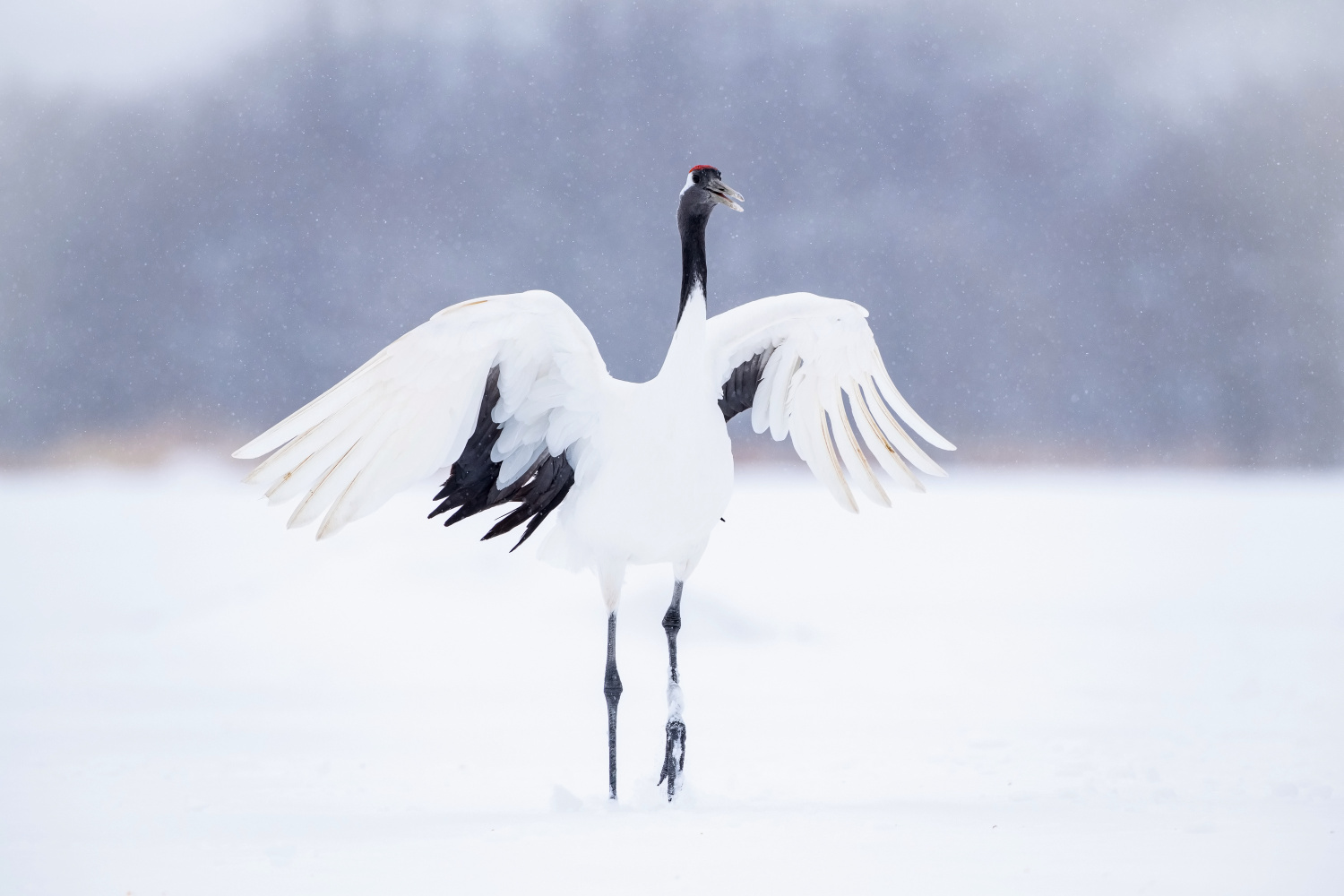 jeřáb mandžuský (Grus japonensis) Red-crowned crane