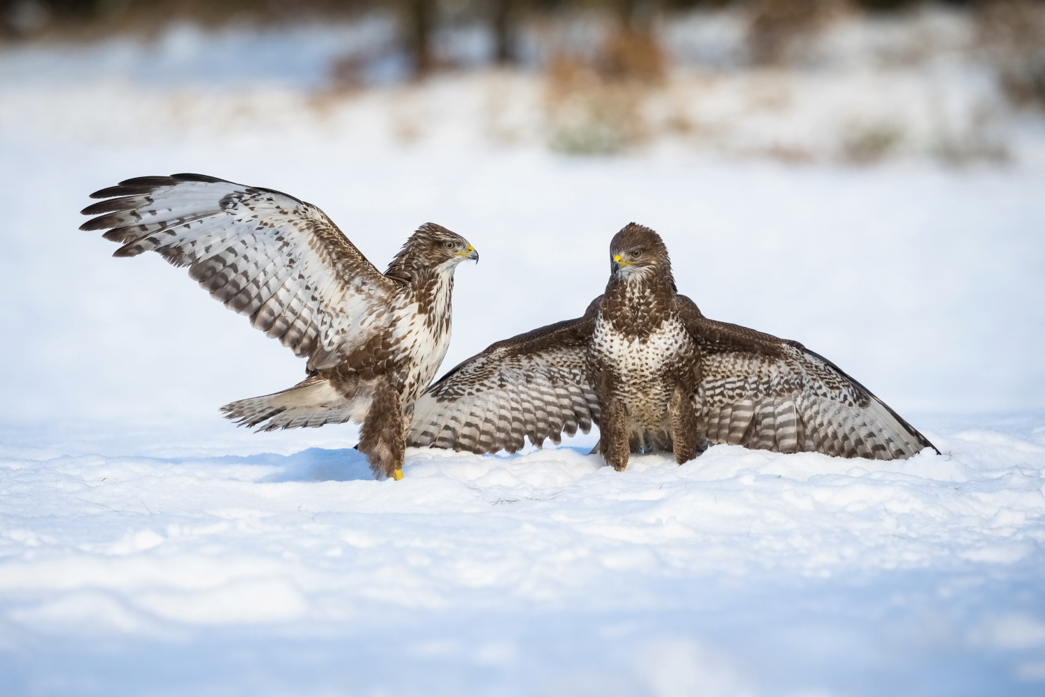 káně lesní (Buteo buteo) Common buzzard