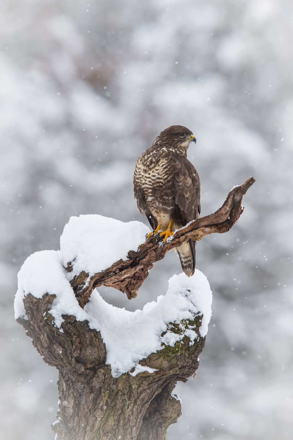 káně lesní (Buteo buteo) Common buzzard