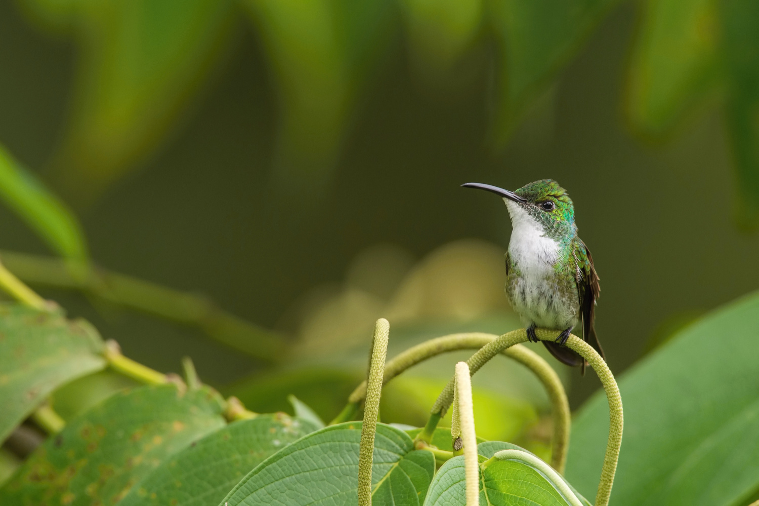 kolibřík běloprsý (Amazilia brevirostris) White-chested emerald
