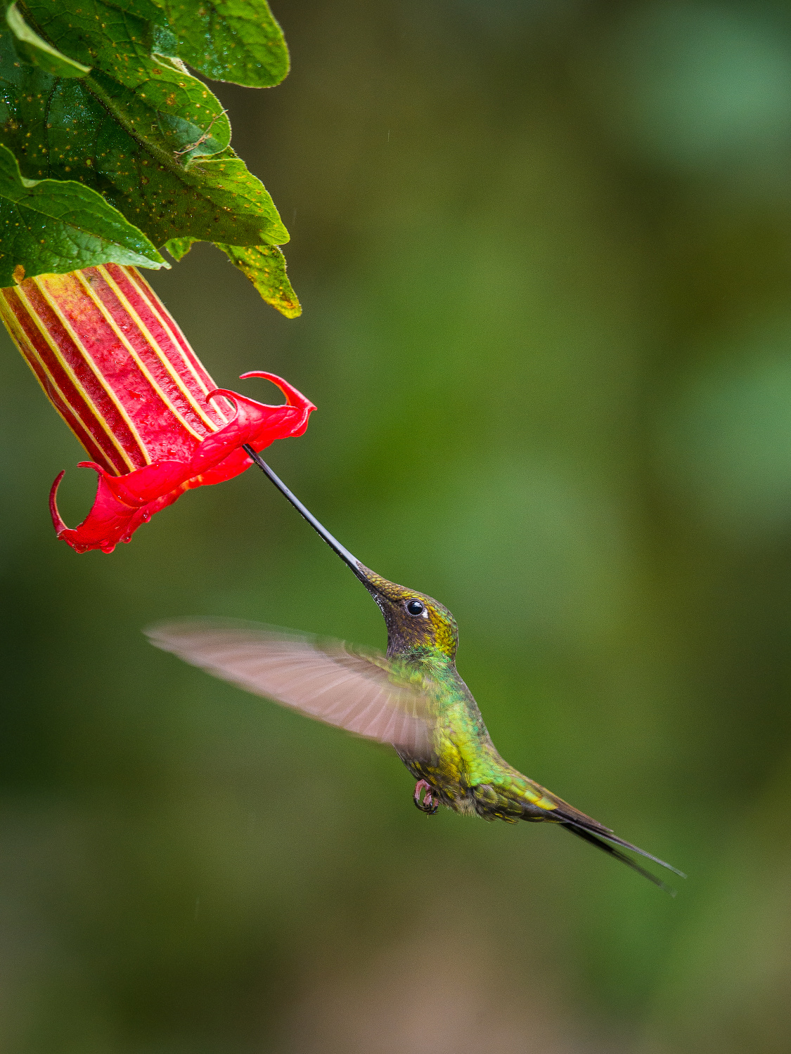 kolibřík mečozobec (Ensifera ensifera) Sword-billed hummingbird