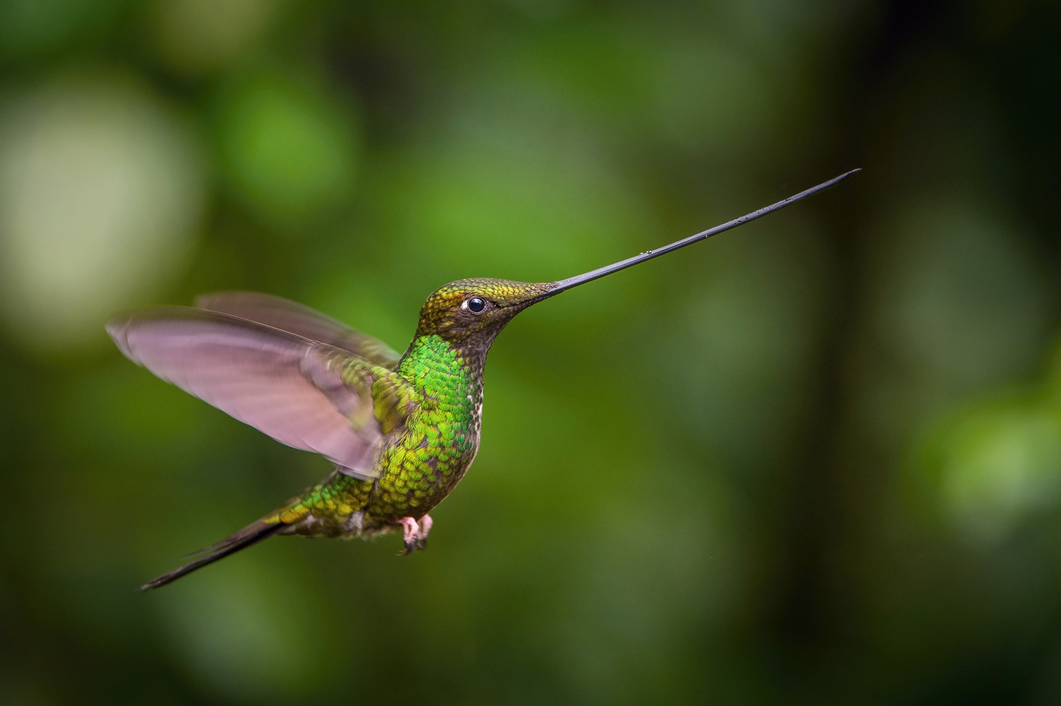 kolibřík mečozobec (Ensifera ensifera) Sword-billed hummingbird