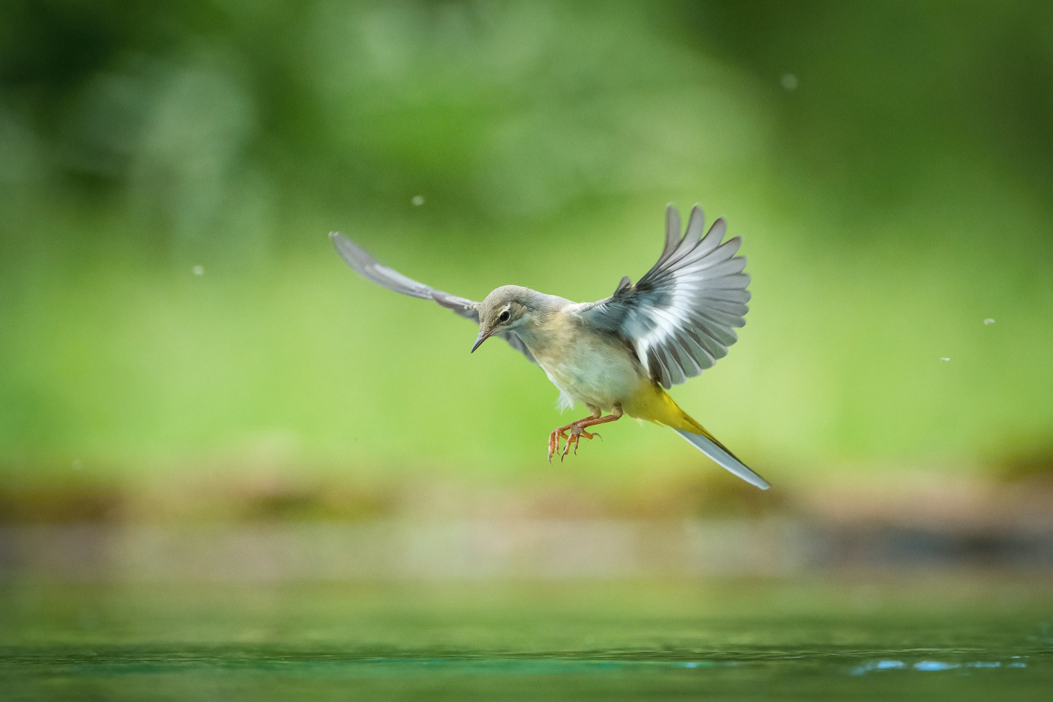 konipas horský (Motacilla cinerea) Grey wagtail