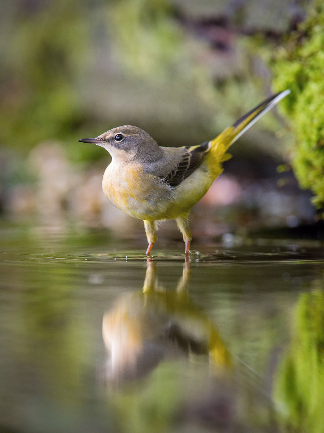 konipas horský (Motacilla cinerea) Grey wagtail