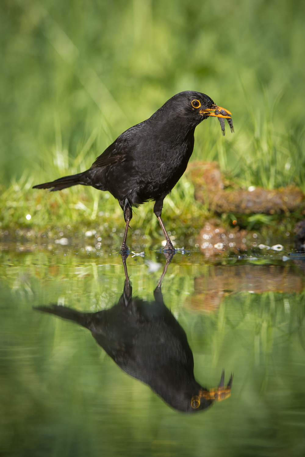 kos černý (Turdus merula) Common blackbird