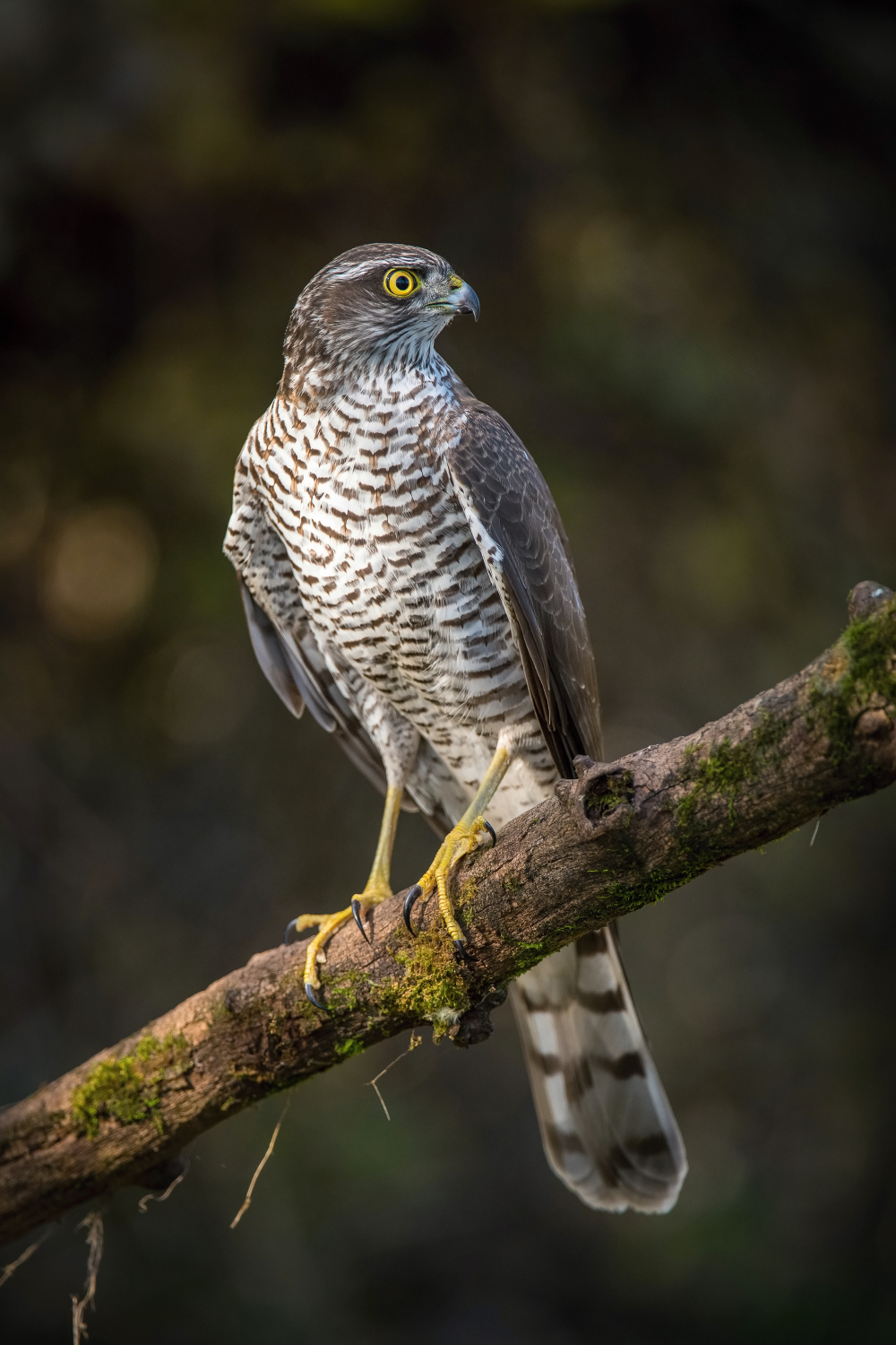 krahujec obecný (Accipiter nisus) Eurasian sparrowhawk