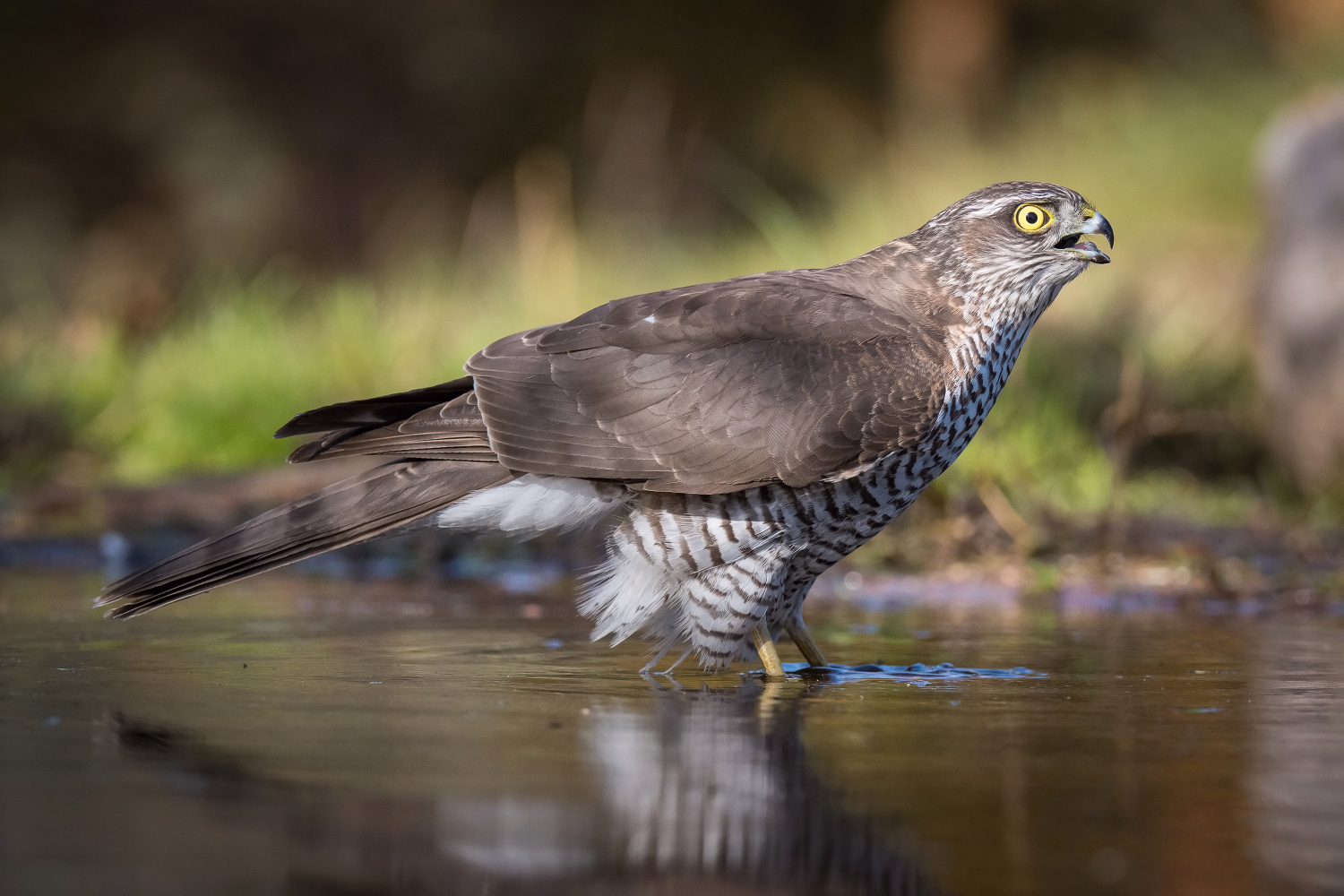 krahujec obecný (Accipiter nisus) Eurasian sparrowhawk