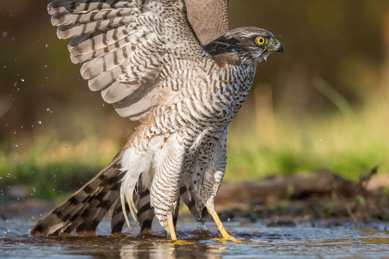 krahujec obecný (Accipiter nisus) Eurasian sparrowhawk