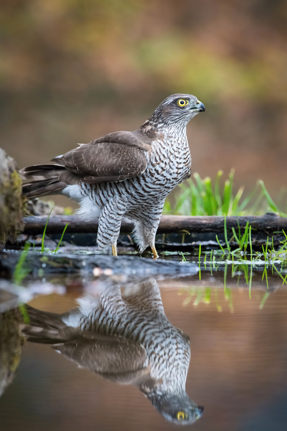 krahujec obecný (Accipiter nisus) Eurasian sparrowhawk