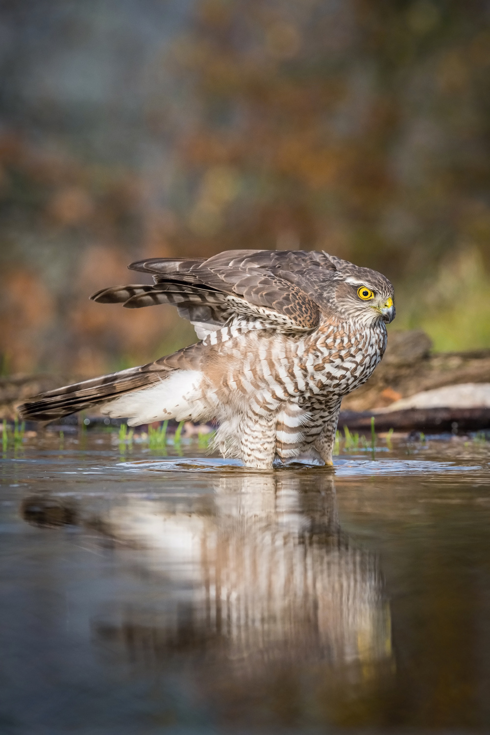 krahujec obecný (Accipiter nisus) Eurasian sparrowhawk