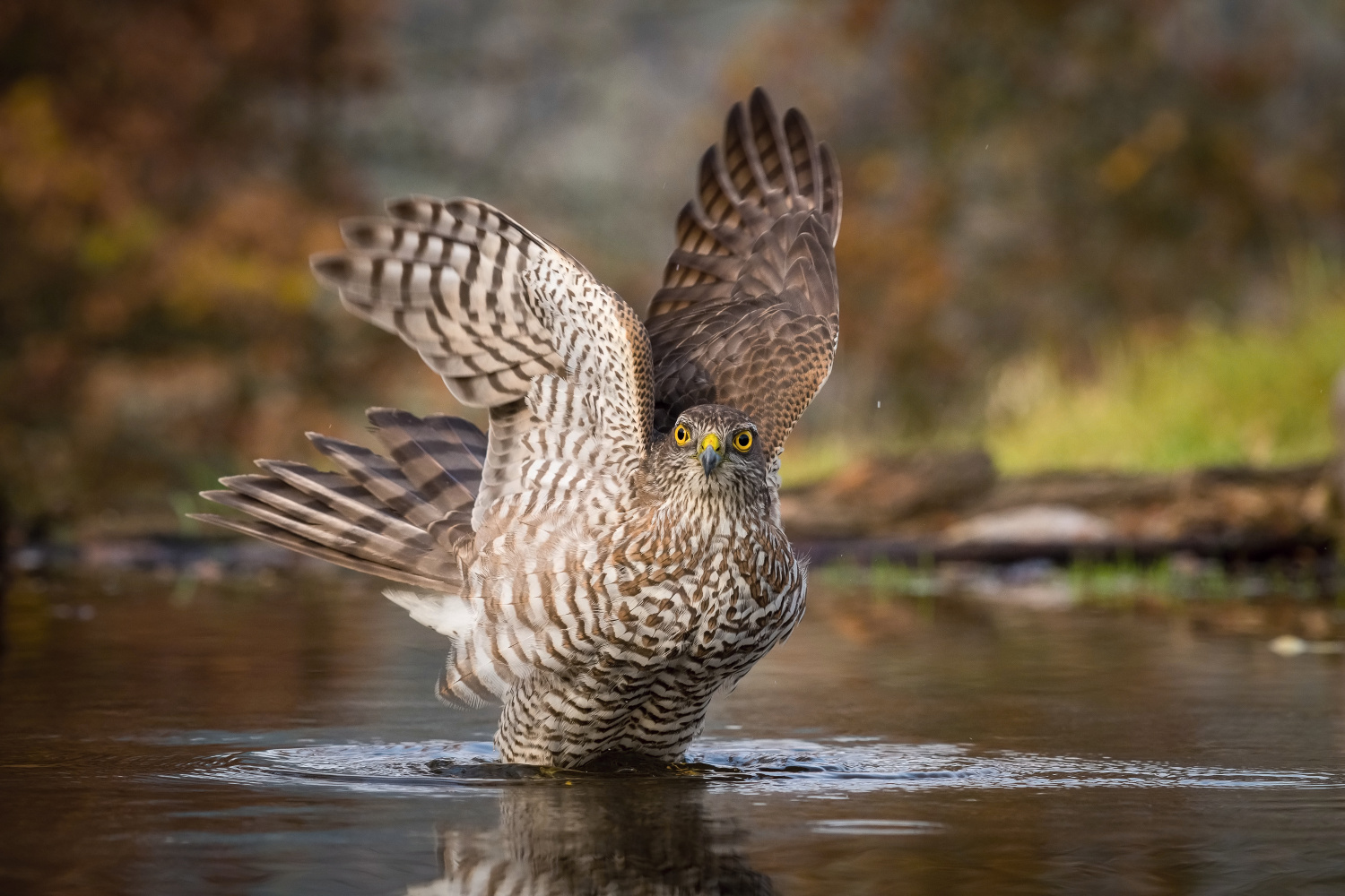 krahujec obecný (Accipiter nisus) Eurasian sparrowhawk