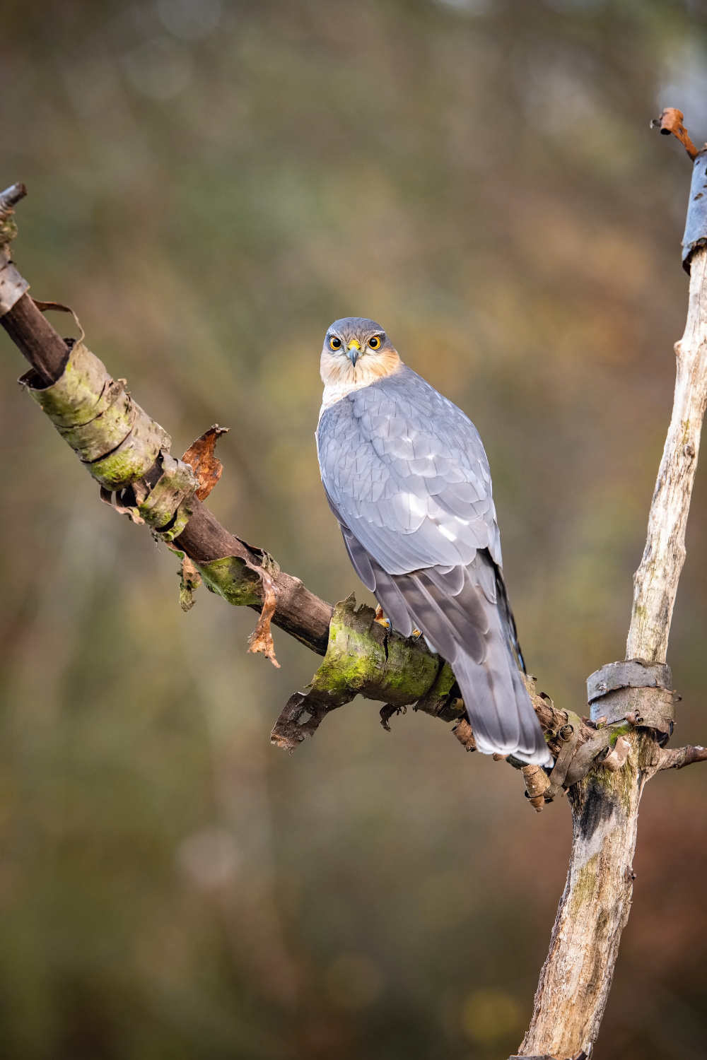 krahujec obecný (Accipiter nisus) Eurasian sparrowhawk