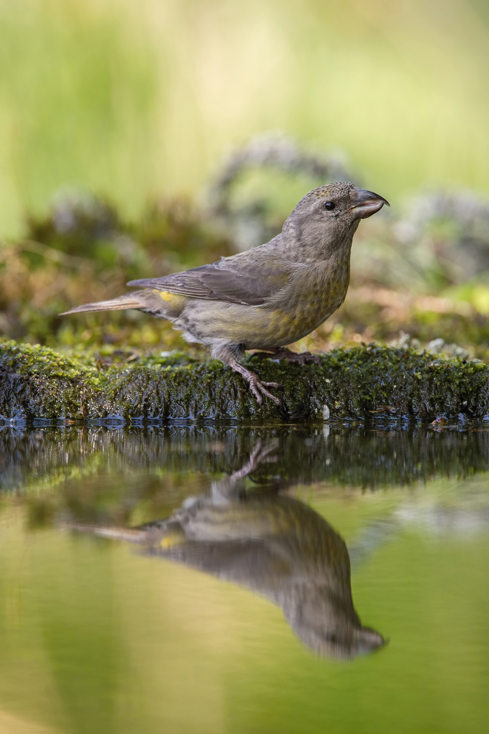 křivka obecná (Loxia curvirostra) Red crossbill