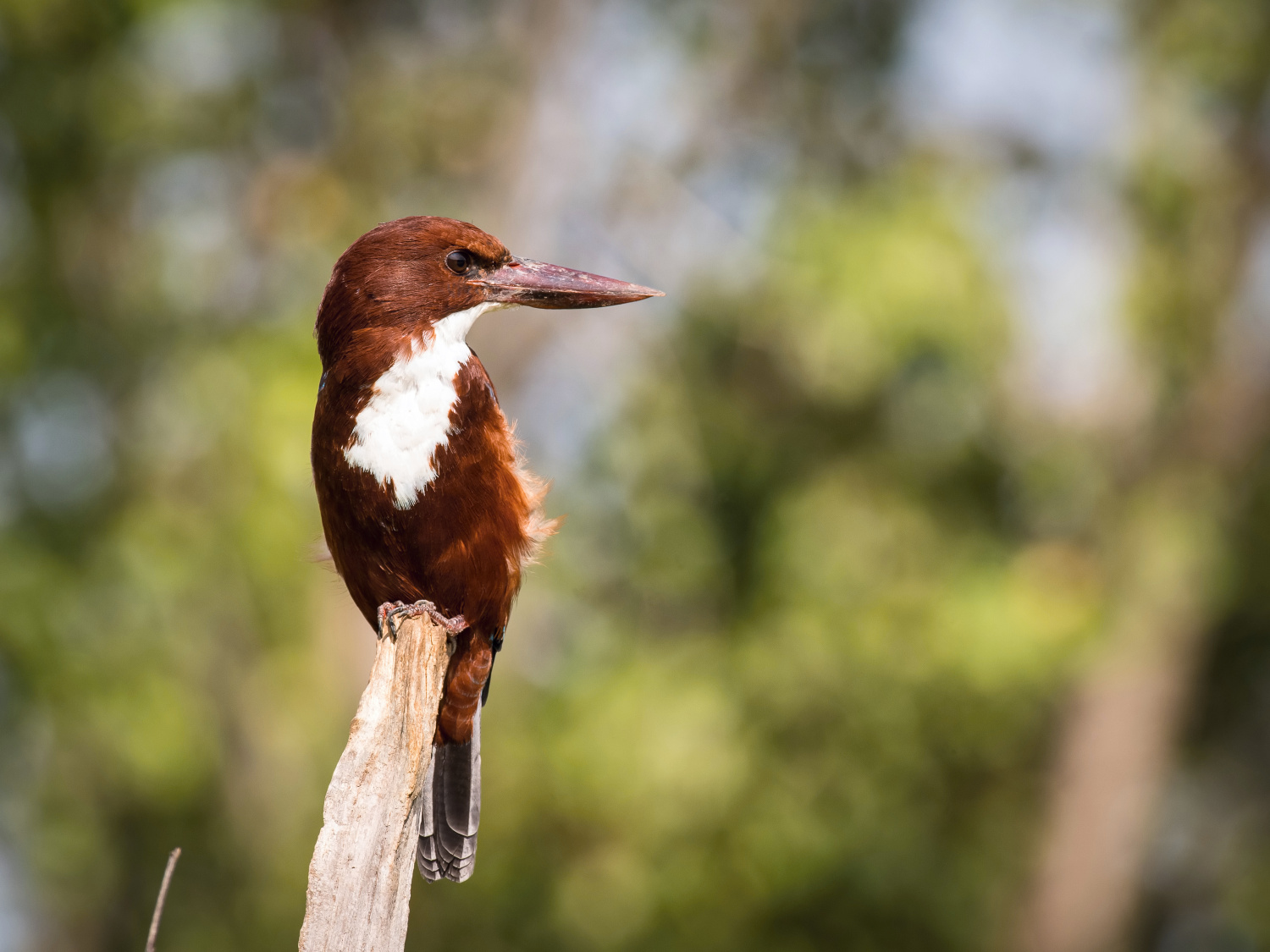 ledňáček hnědohlavý (Halcyon smyrnensis) White-throated kingfisher