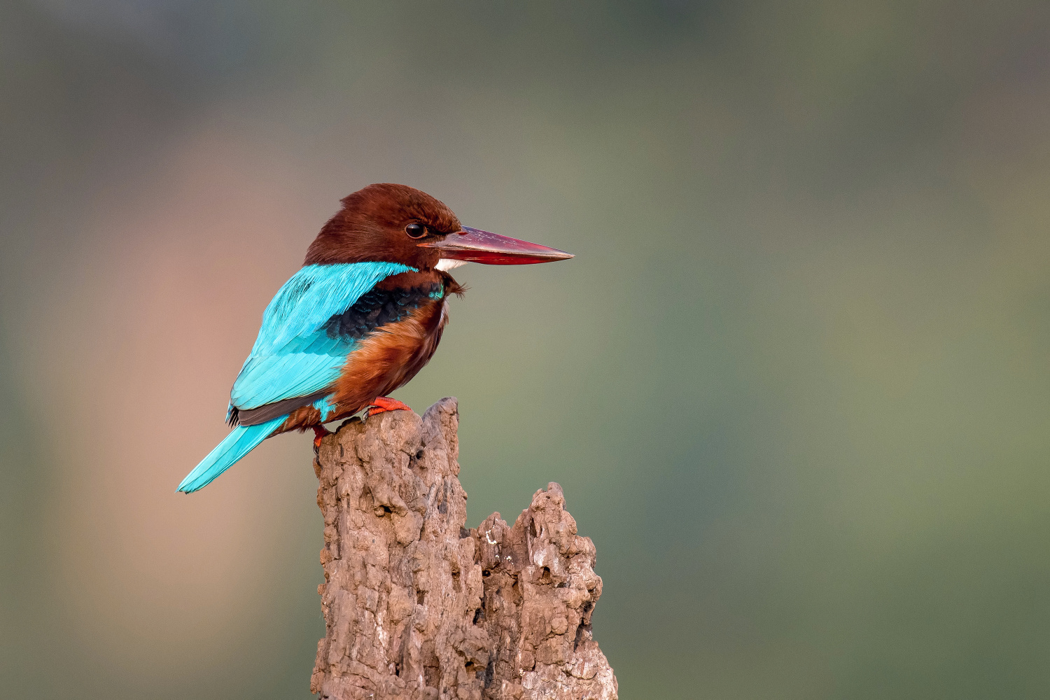 ledňáček hnědohlavý (Halcyon smyrnensis) White-throated kingfisher