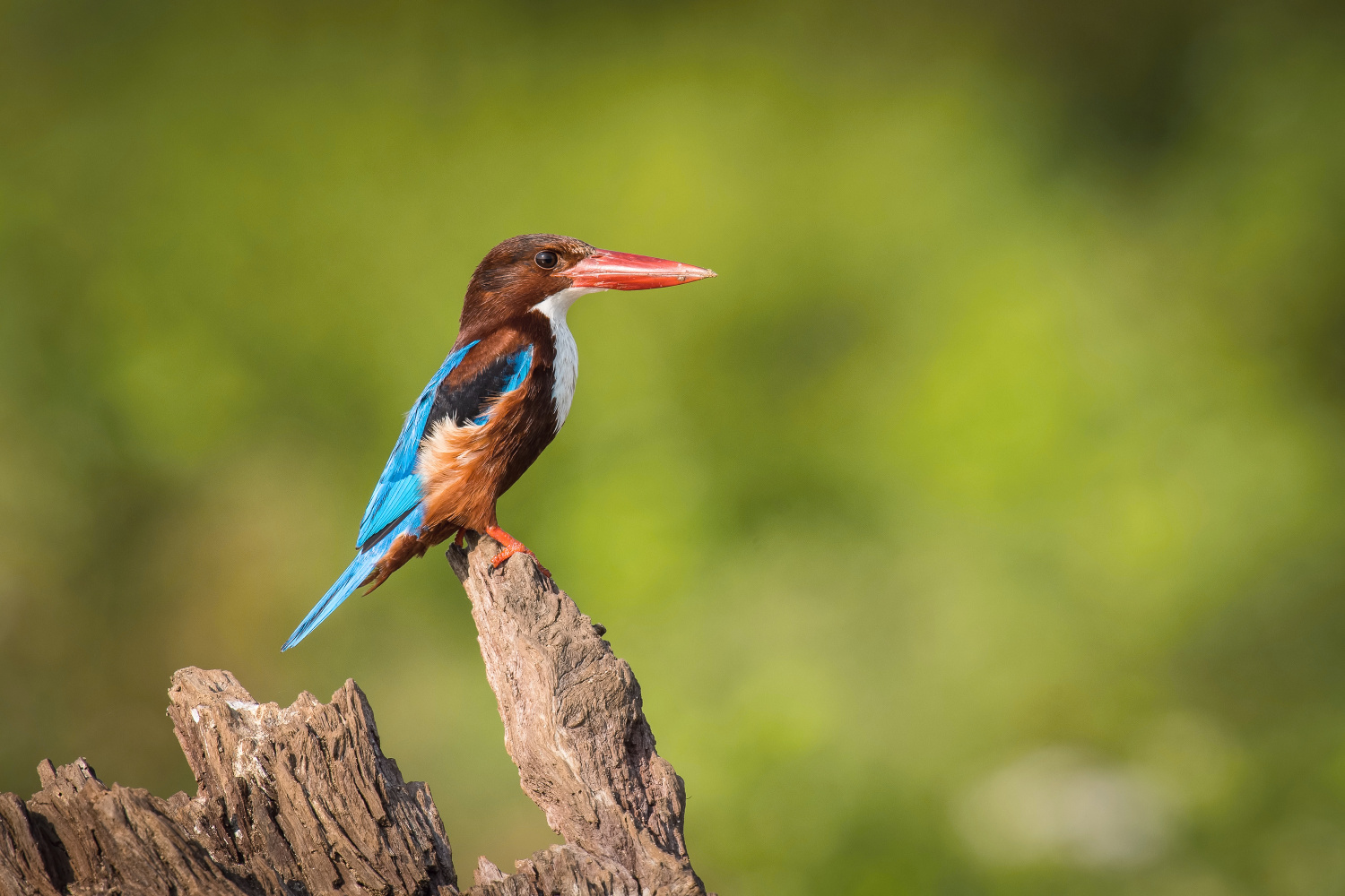 ledňáček hnědohlavý (Halcyon smyrnensis) White-throated kingfisher