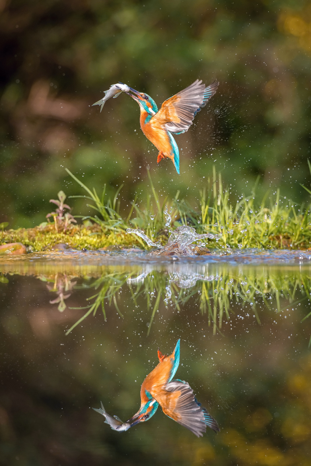 ledňáček říční (Alcedo atthis) Common kingfisher