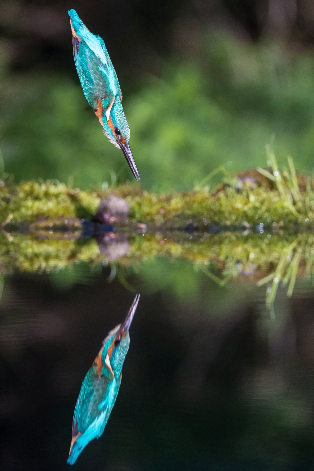 ledňáček říční (Alcedo atthis) Common kingfisher