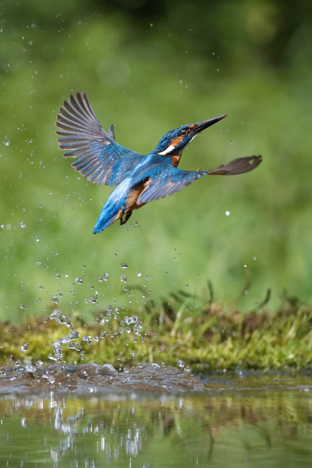 ledňáček říční (Alcedo atthis) Common kingfisher