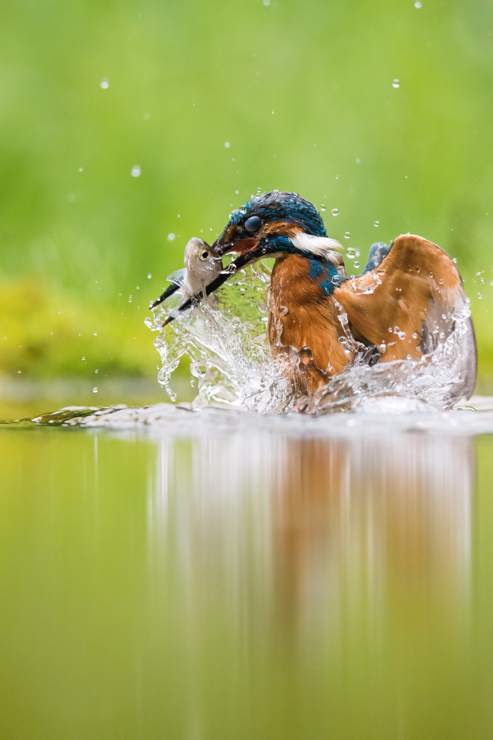 ledňáček říční (Alcedo atthis) Common kingfisher