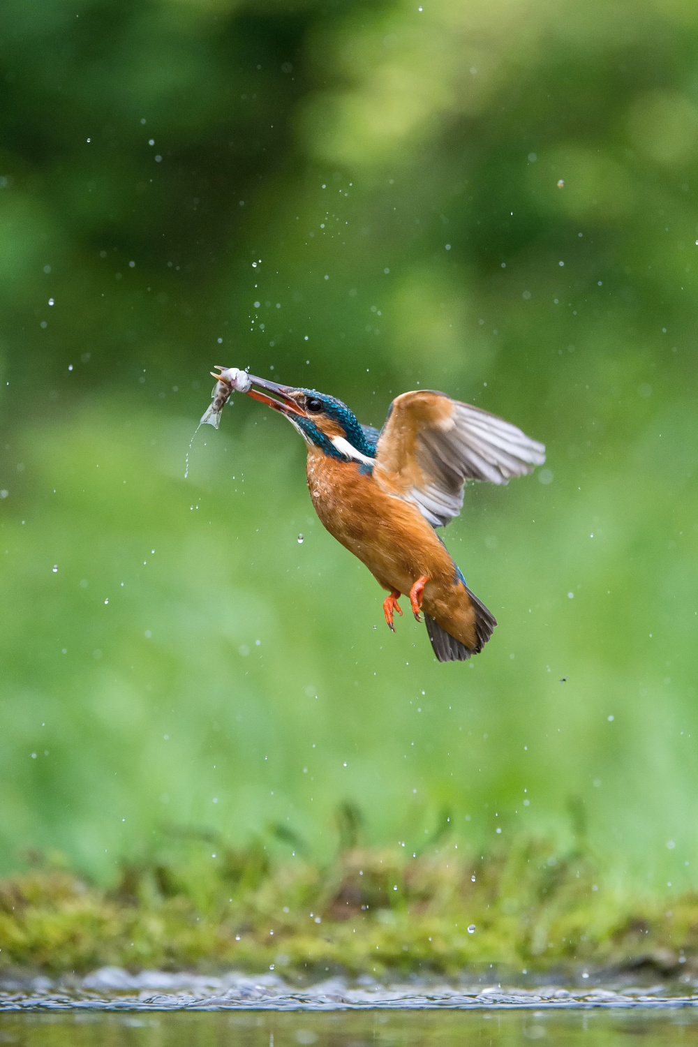 ledňáček říční (Alcedo atthis) Common kingfisher