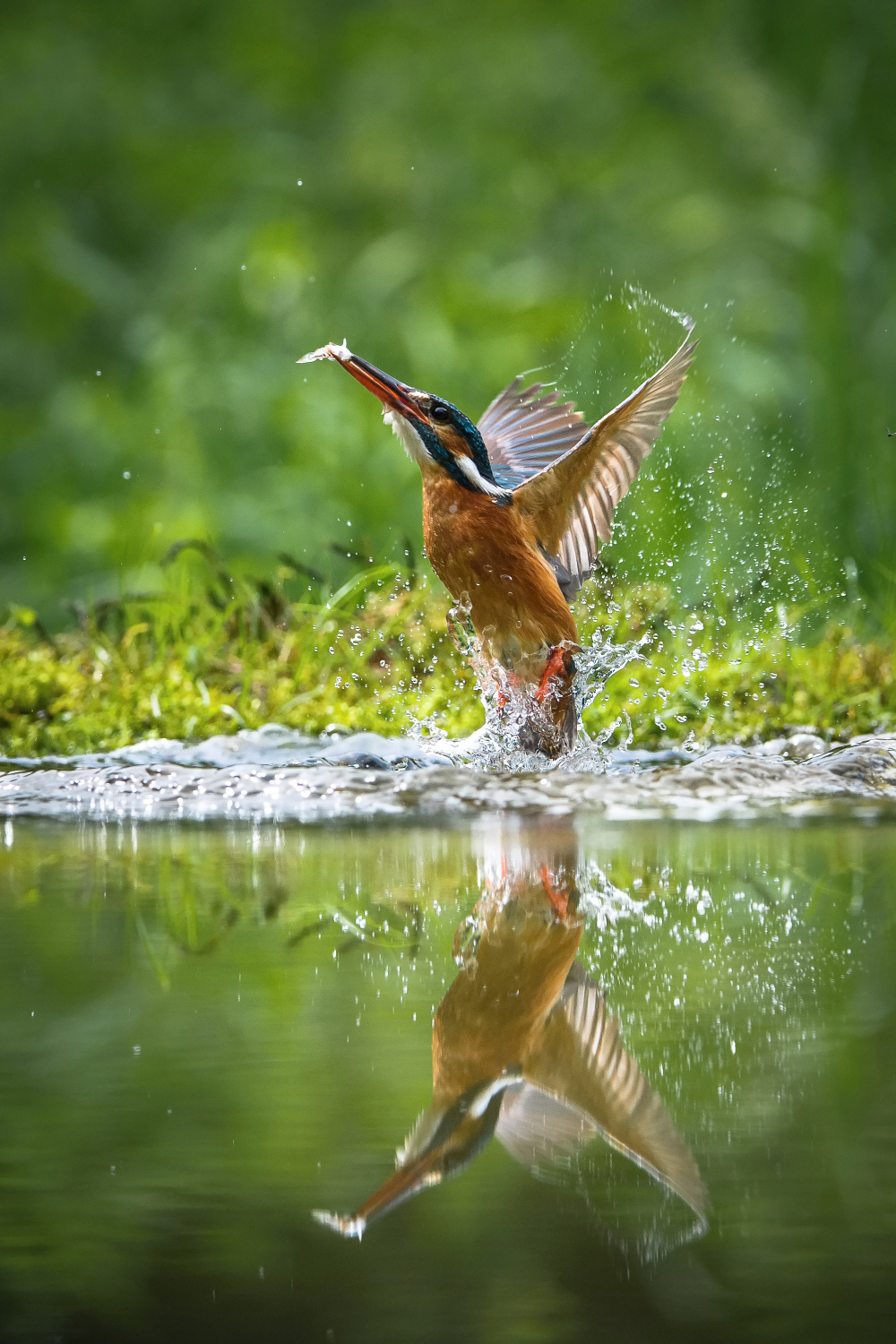 ledňáček říční (Alcedo atthis) Common kingfisher