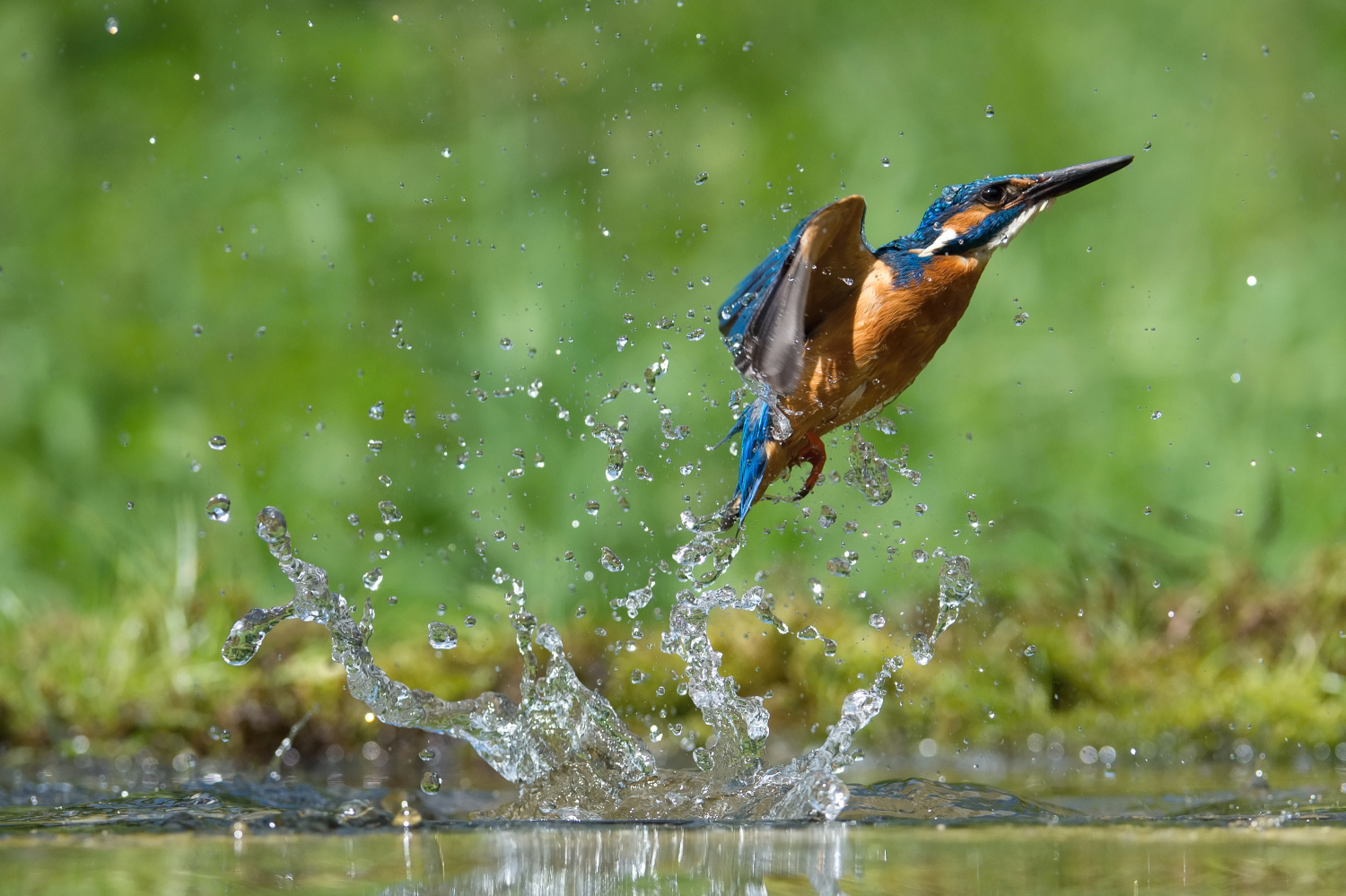 ledňáček říční (Alcedo atthis) Common kingfisher