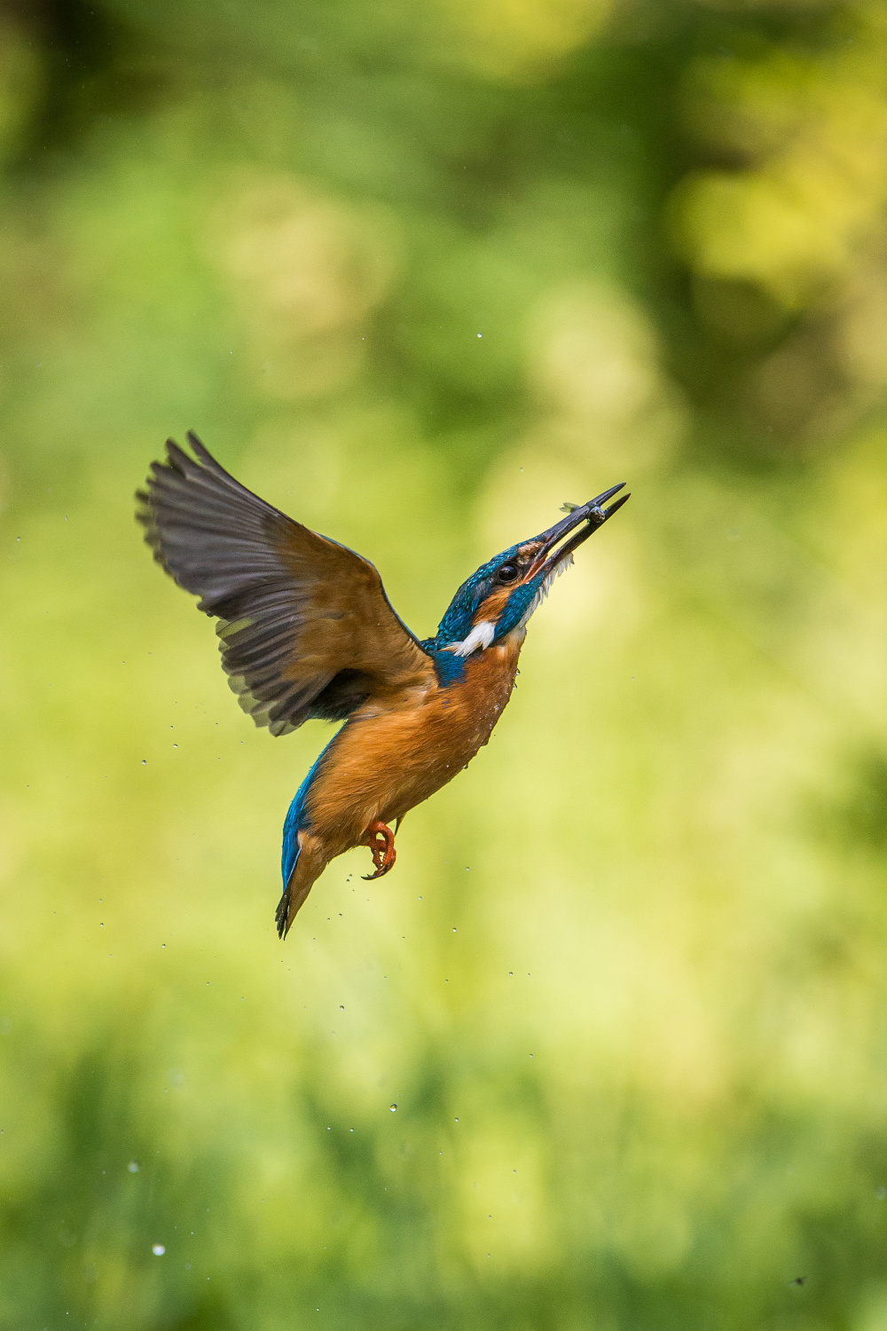 ledňáček říční (Alcedo atthis) Common kingfisher