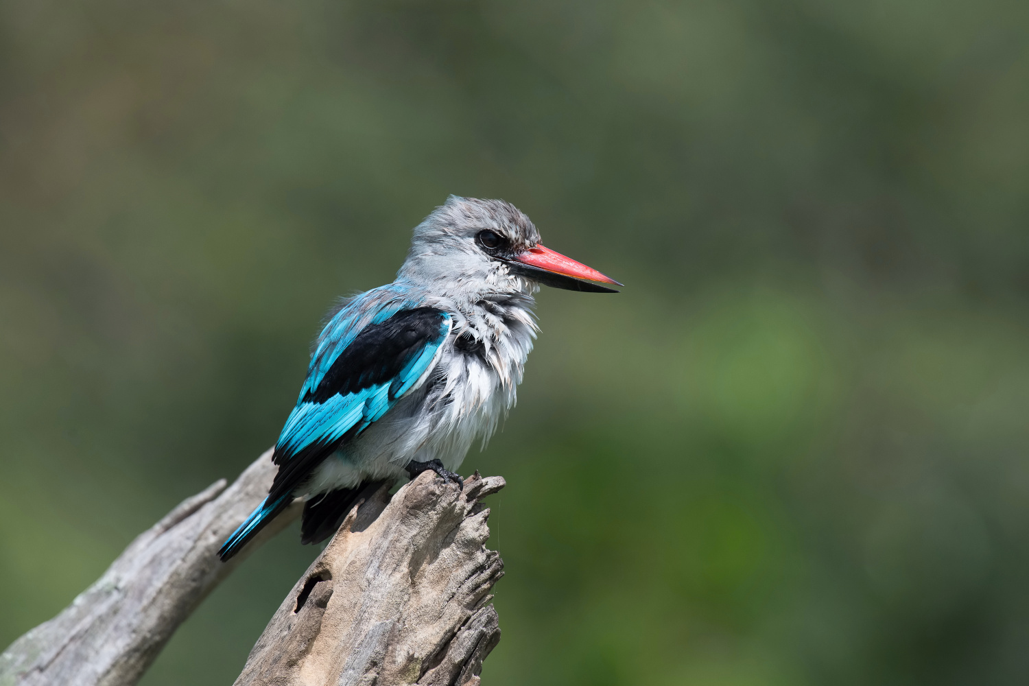 ledňáček senegalský (halcyon senegalensis) Woodland kingfisher