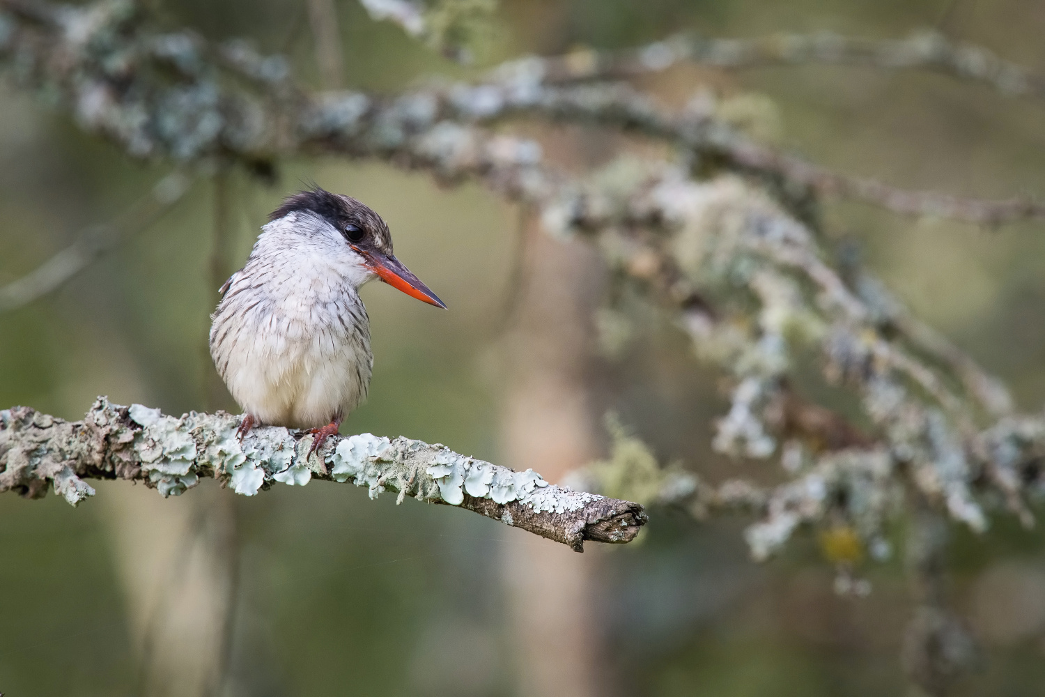 ledňáček žíhaný (Halcyon chelicuti) Striped kingfisher