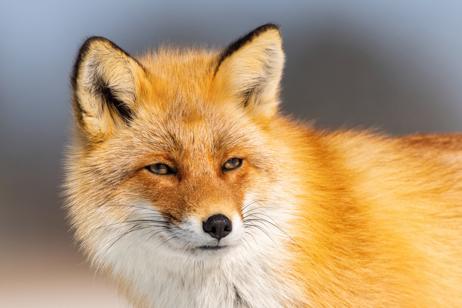 liška obecná (Vulpes vulpes) Red fox