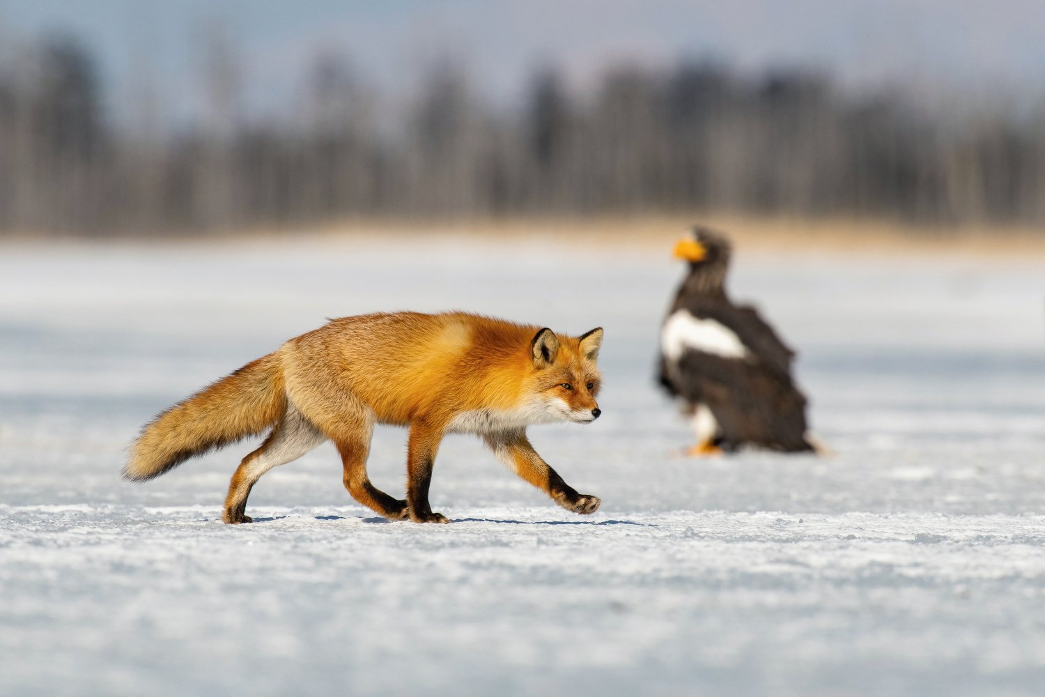 liška obecná (Vulpes vulpes) Red fox