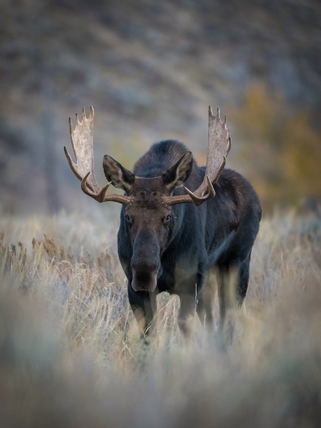 los yellowstonský (Alces alces shirasi) Moose