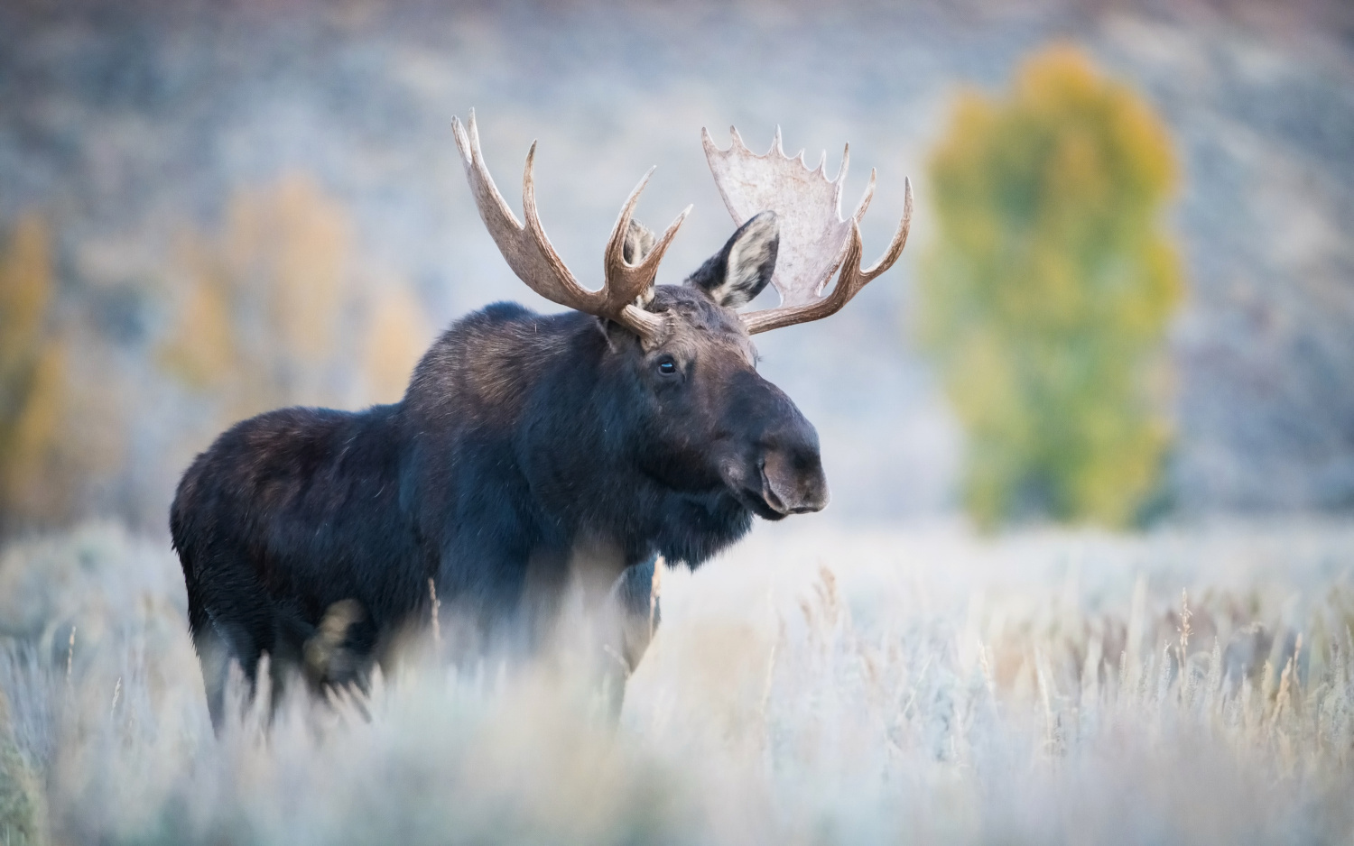 los yellowstonský (Alces alces shirasi) Moose