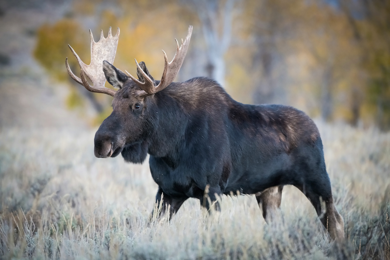 los yellowstonský (Alces alces shirasi) Moose