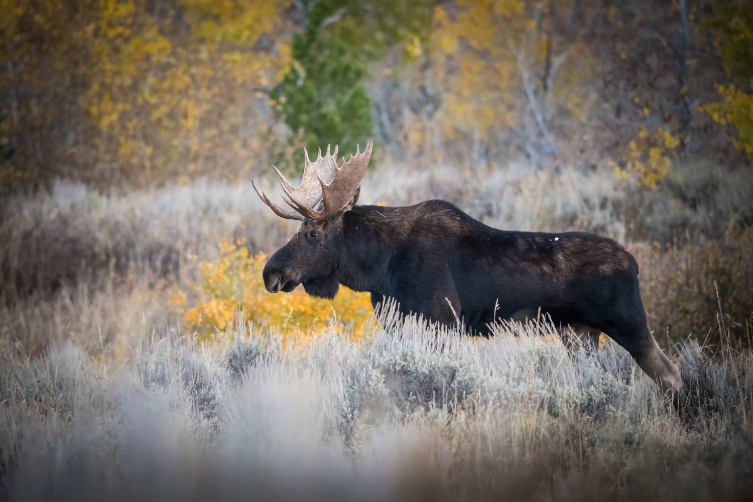 los yellowstonský (Alces alces shirasi) Moose