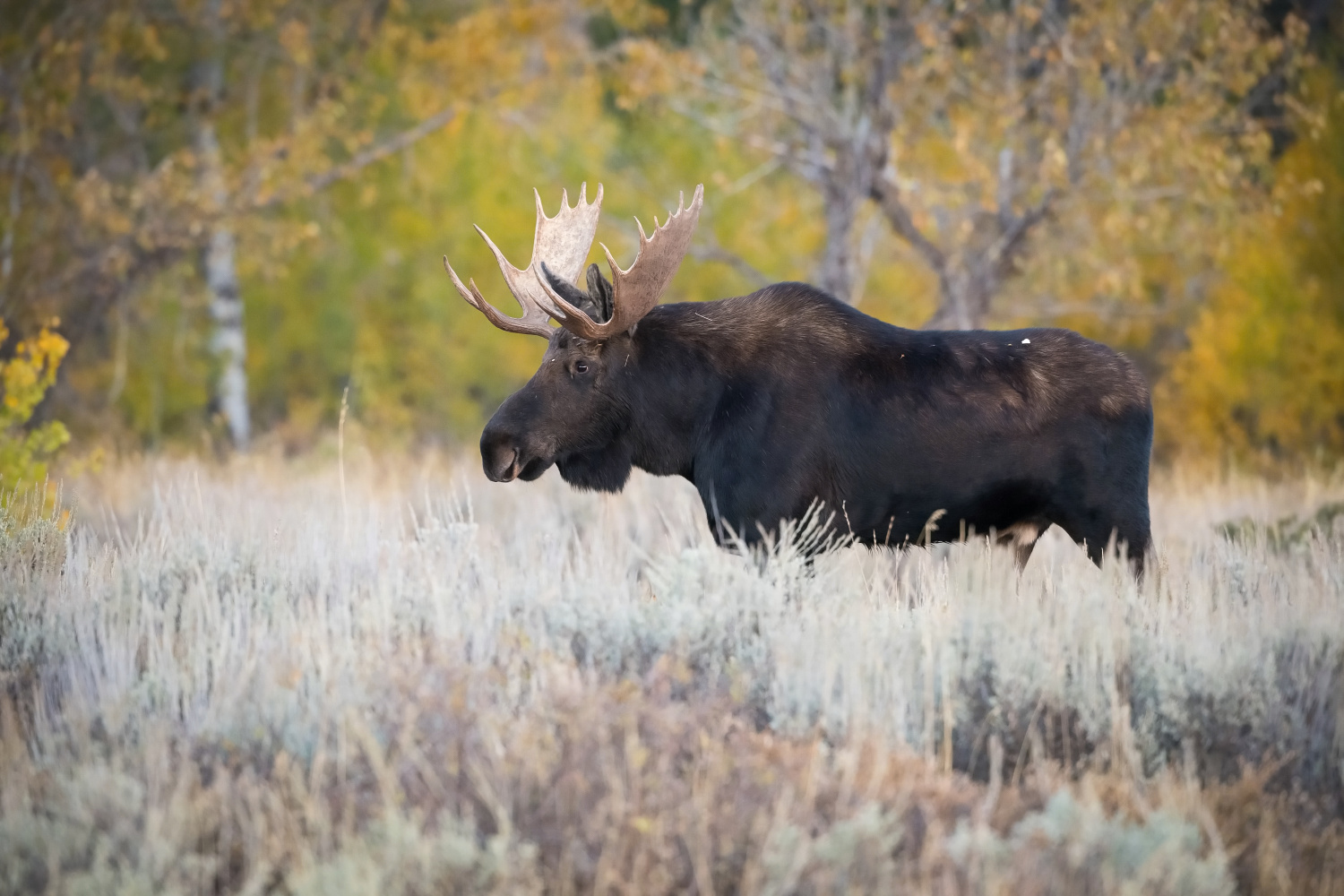 los yellowstonský (Alces alces shirasi) Moose