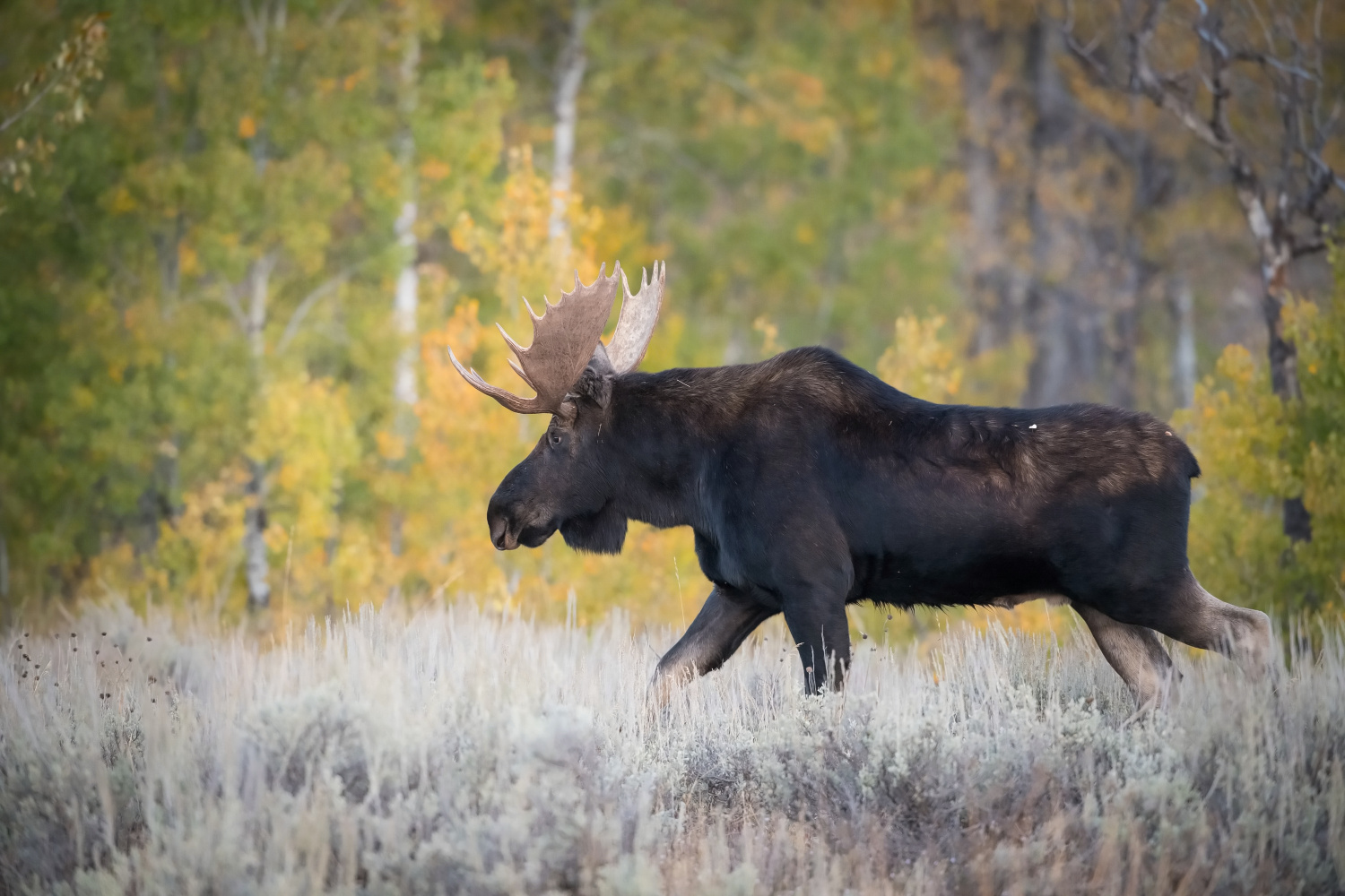 los yellowstonský (Alces alces shirasi) Moose