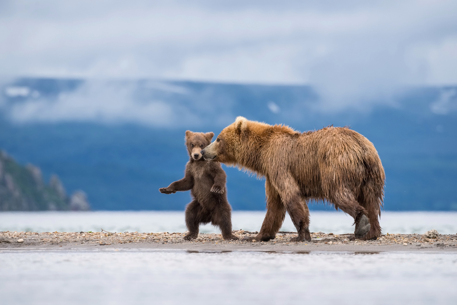 medvěd hnědý kamčatský (Ursus arctos beringianus) Kamchatka brown bear