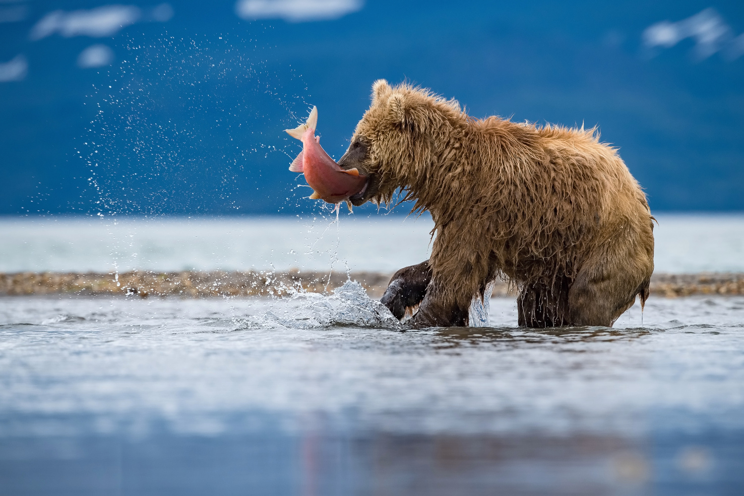 medvěd hnědý kamčatský (Ursus arctos beringianus) Kamchatka brown bear